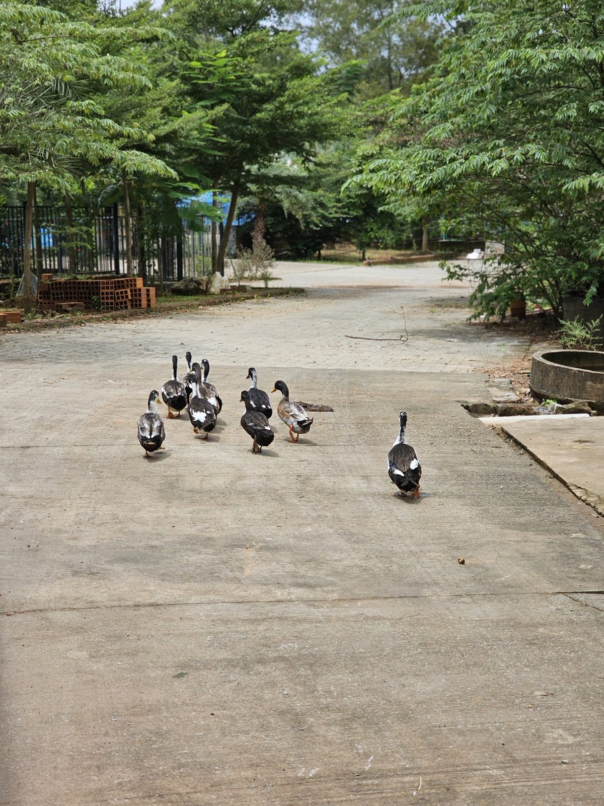 Ducks waddling along a path in the mini pets corner